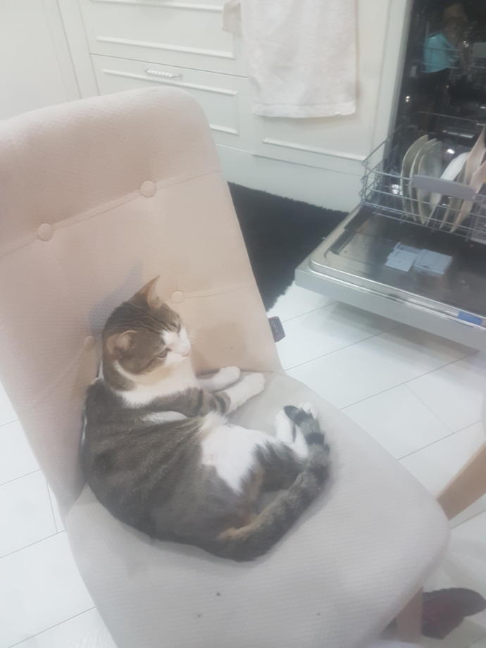 Dünya Kedi Günü kutlu olsun! Benimle kedi resimleri paylaşmak ister misiniz?