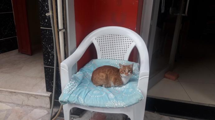 Dünya Kedi Günü kutlu olsun! Benimle kedi resimleri paylaşmak ister misiniz?