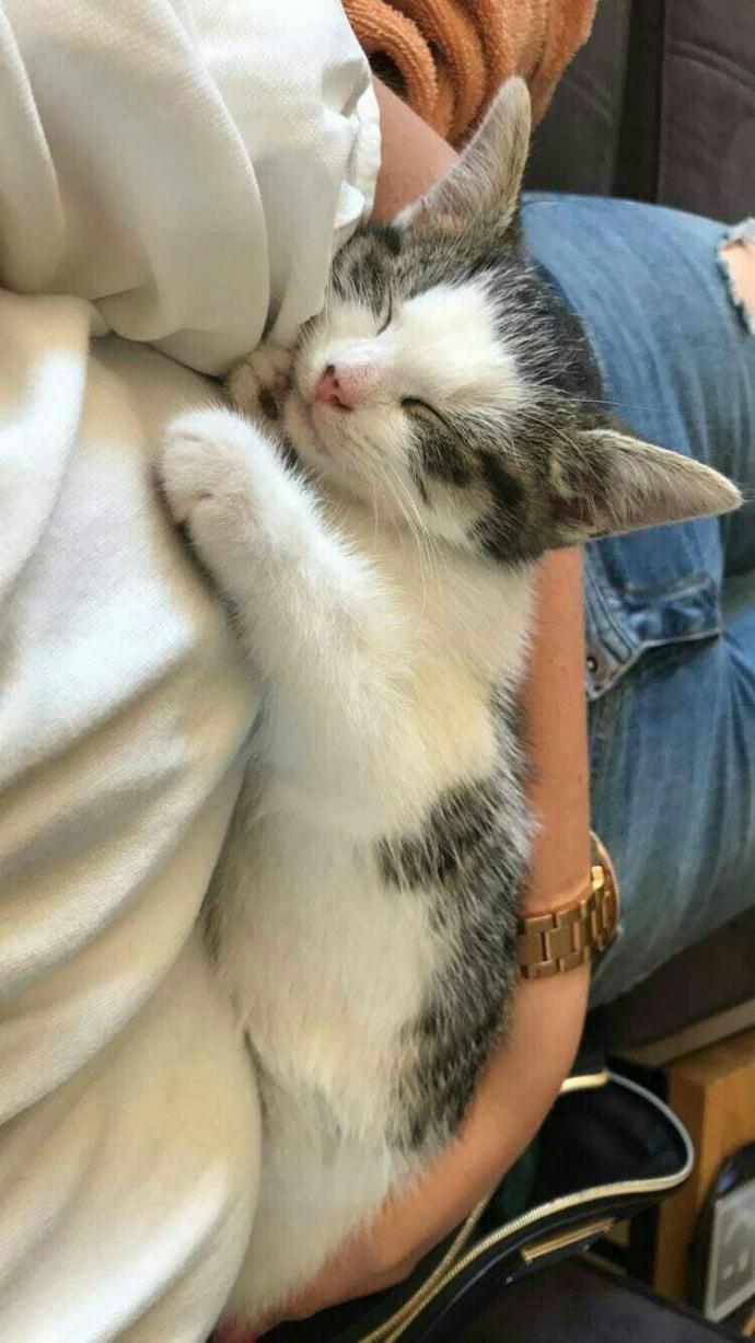 Dünya Kedi Günü kutlu olsun! Benimle kedi resimleri paylaşmak ister misiniz?