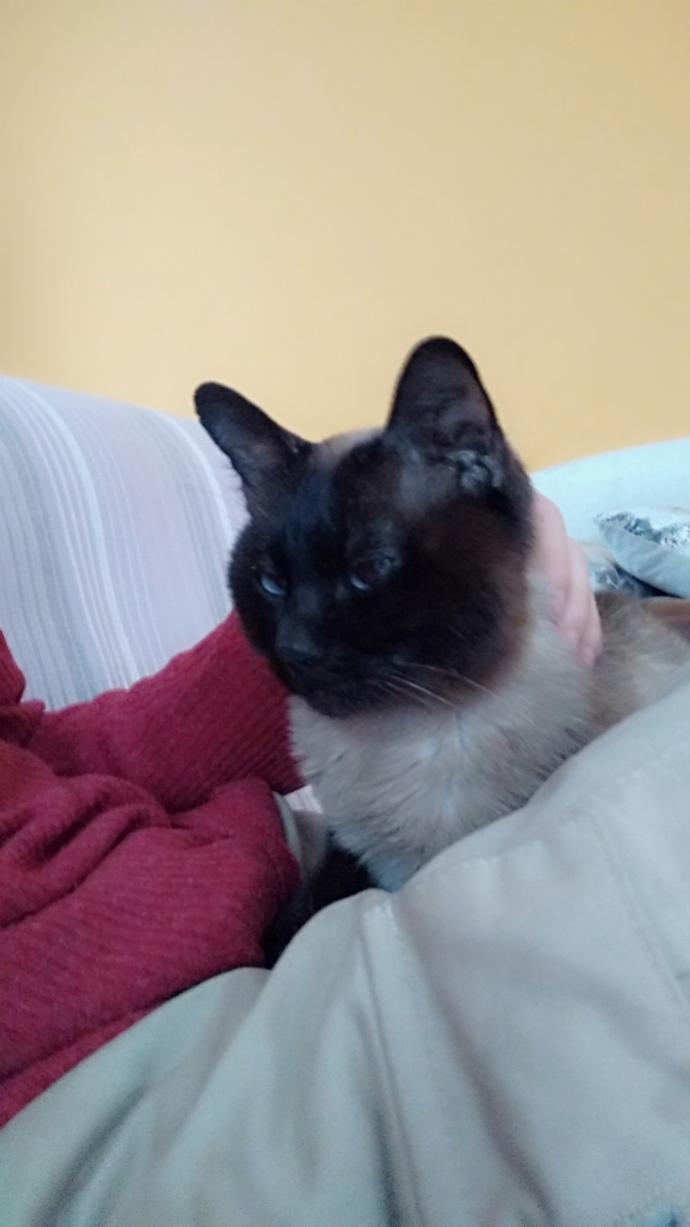 Dünya Kedi Günü kutlu olsun! Benimle kedi resimleri paylaşmak ister misiniz?