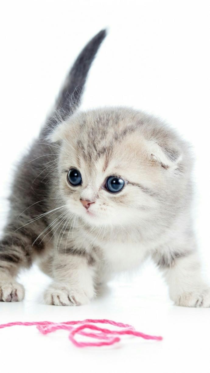 Dünya Kedi Günü kutlu olsun! Benimle kedi resimleri paylaşmak ister misiniz?