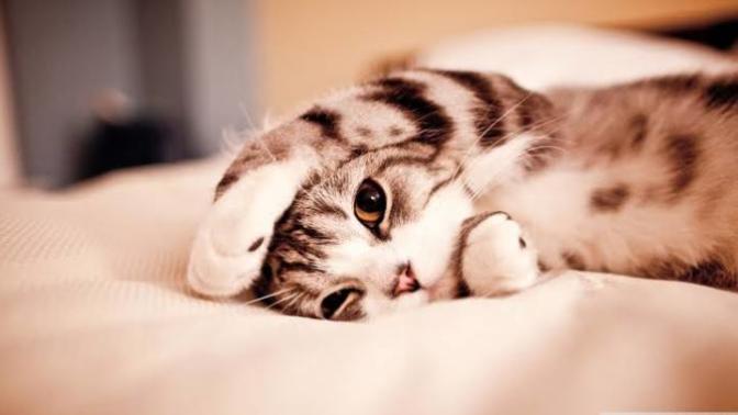 Dünya Kedi Günü kutlu olsun! Benimle kedi resimleri paylaşmak ister misiniz?