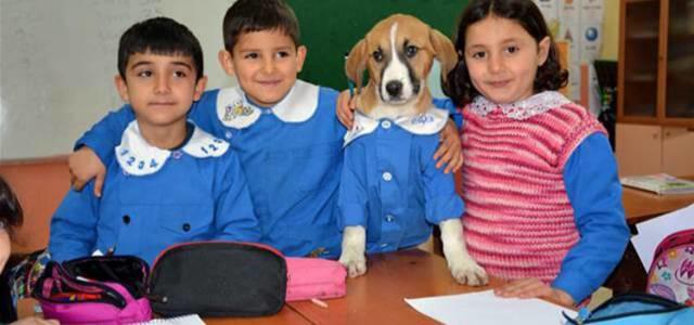 Tokat'ta mezarlıkta bulunmuş Fındık ve artık herkesin gözdesi, maskotu olmuş. 🐾