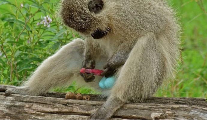 Vervet maymunlarının testislerinin mavi olduğunu biliyor muydunuz?