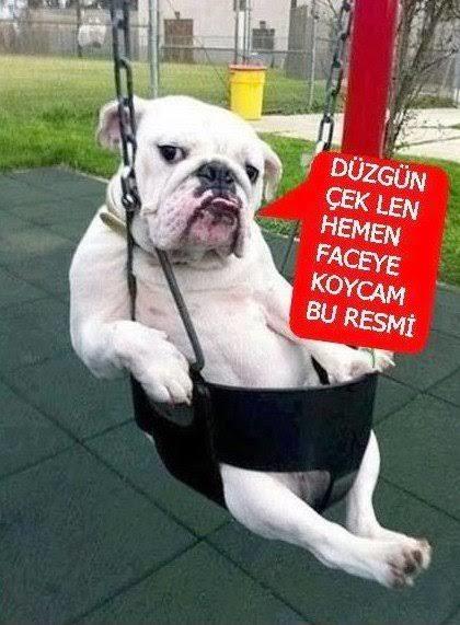Köpeğiniz var mı? Yoksa köpeksizmisiniz 🐕 ?