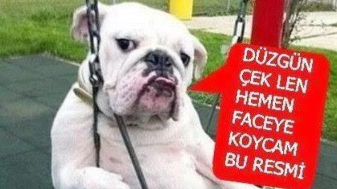 Köpeğiniz var mı? Yoksa köpeksizmisiniz 🐕 ?