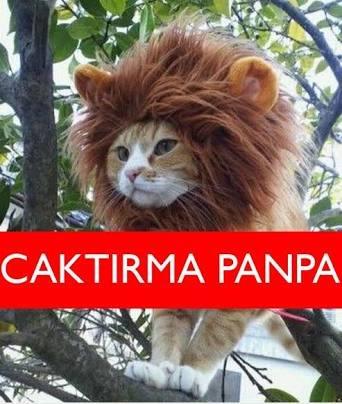 Panpaaaa!
