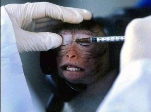 Cruelty Free nedir?