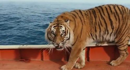 Aslan parçası..( biliyorum bu kaplan..)