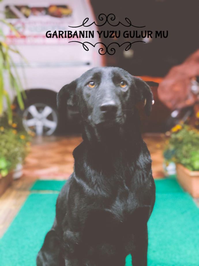 Garibanın Yüzü Gülür Mü?