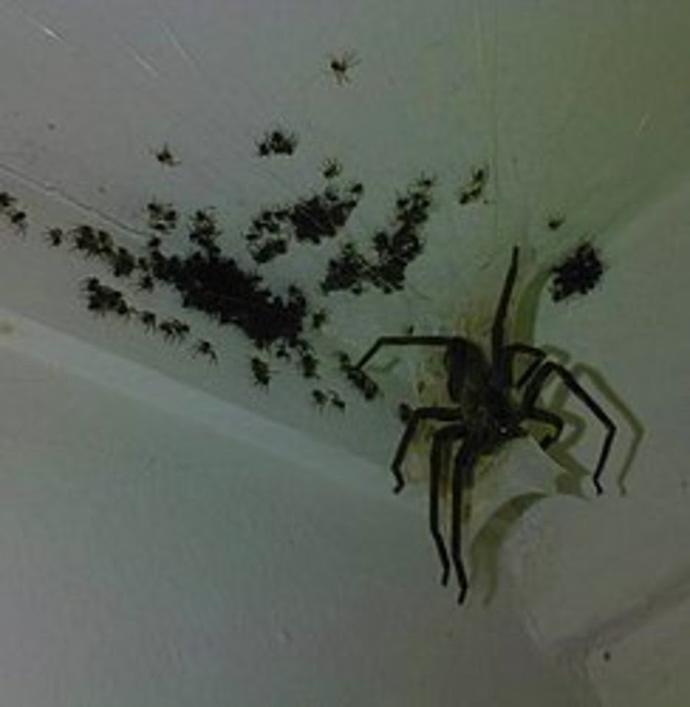 Çoğu insan örümceklerden korkar ama onlarda birer canlı neden korkarsınız?