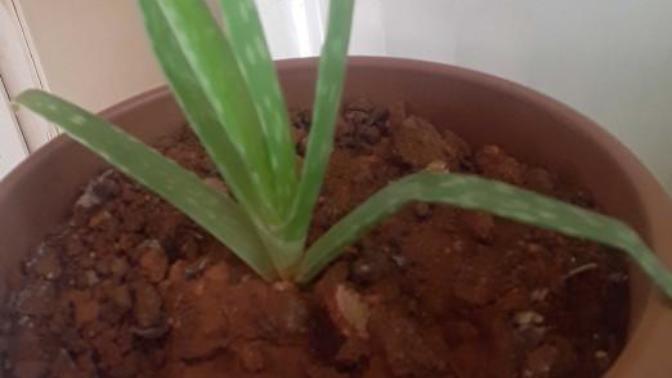 Aloe vera bakımı nasıl olmalı?