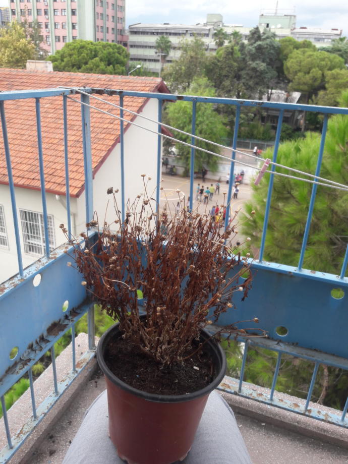 Sizin için en anlamlı çiçek hangisidir?
