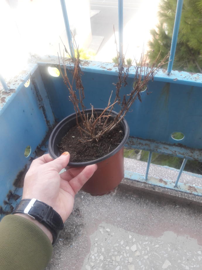 Sizin için en anlamlı çiçek hangisidir?