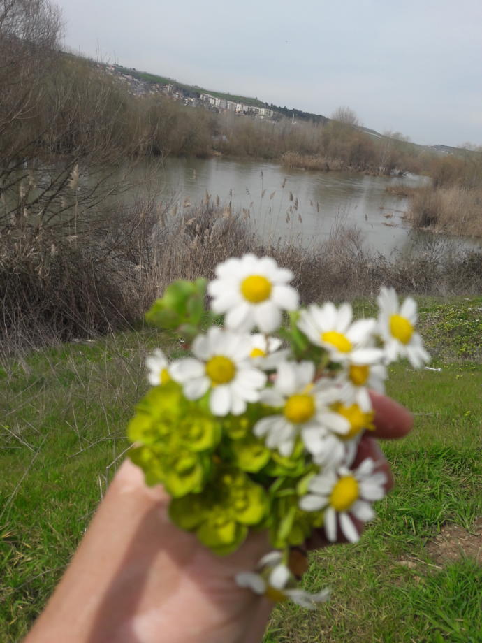 Sizin için en anlamlı çiçek hangisidir?