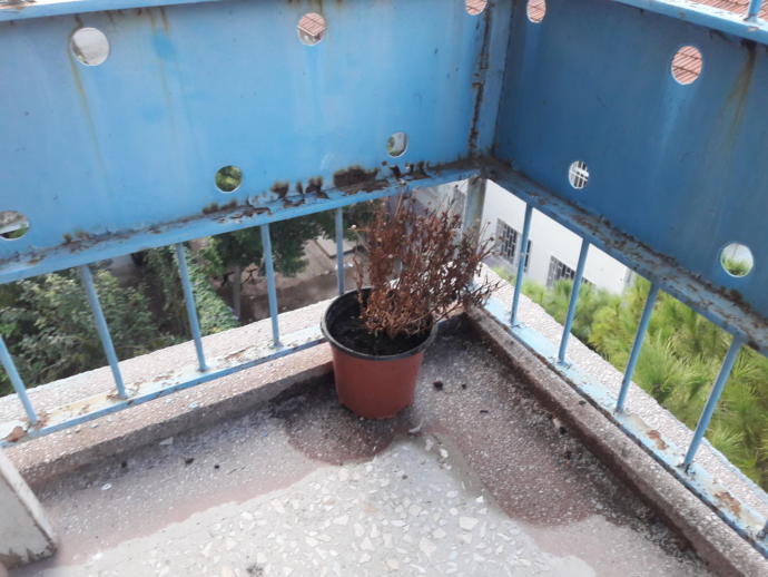 Sizin için en anlamlı çiçek hangisidir?