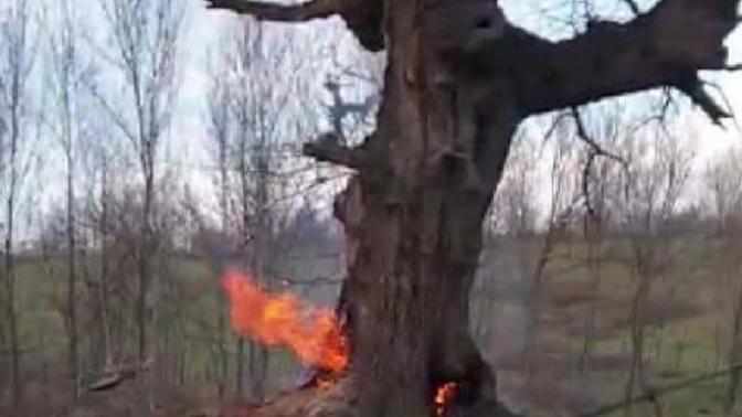 400 yıllık tarihi çınar ağacını yaktılar! İnsanlardaki bu her şeye zarar varma kini nerden geliyor?
