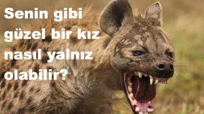 Bir Erkeğin Aslan mı yoksa azılı bir Sırtlan mı olduğunu nasıl anlarız?