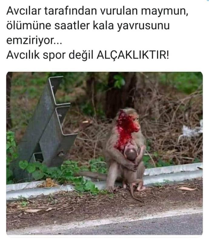 Avcılık hakkında ne düşünüyorsunuz?
