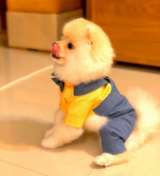 Köpeğimi sahiplendirmek istiyorum kime güvenip verebilirim?