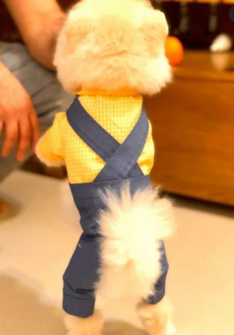 Köpeğimi sahiplendirmek istiyorum kime güvenip verebilirim?