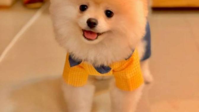 Köpeğimi sahiplendirmek istiyorum kime güvenip verebilirim?