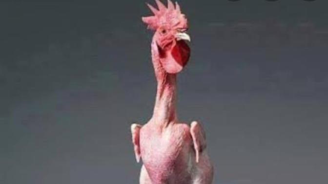 Sakalsız erkek neye benzer?