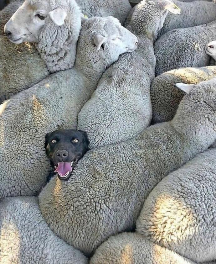 🐕