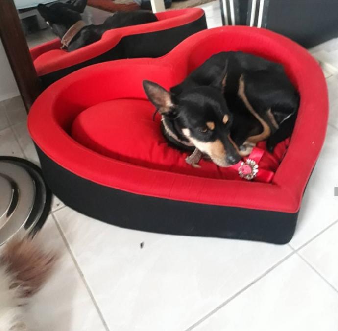 🐕