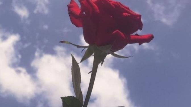 Sizi dünyanın en mutlu insanı yapabilecek şey ne olabilir?