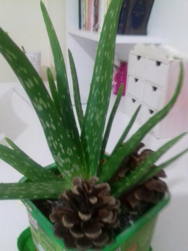 Aloe vera sivilceye ve akneye iyi gelir mi?