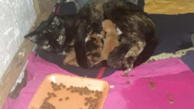 Anne kediye salam verilir mi alttaki yazdıklarımı okursanız sevinirim?