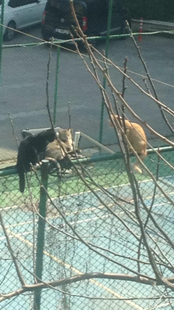 Tenis kortunun damına çıkmışlar
