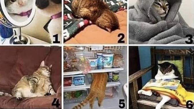 Bugün hangi pisicik modundasın?
