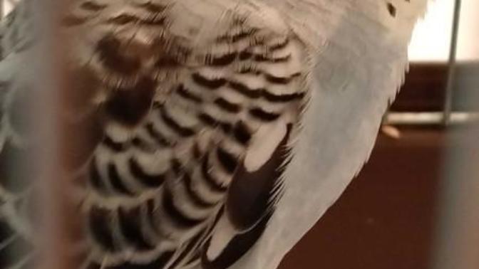Yeni muhabbet kuşu aldım adı ne olsun ben ümit mı Koysam adını diye düşündüm ama keko ismi gibi mi?