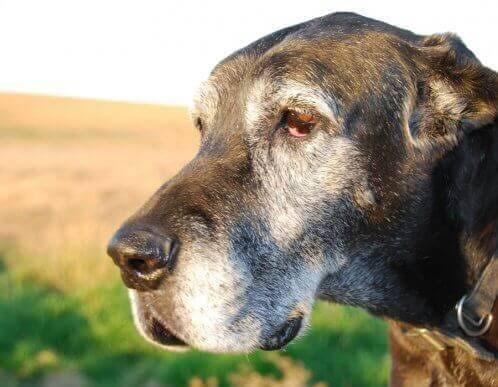 Kediler ve köpekler yaşlanınca neden tüyleri beyazlamaz?