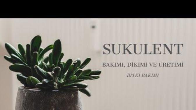En sevdiğiniz bitki hangisi?