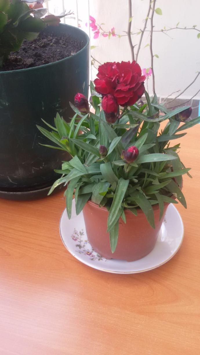 Gül seven kadın mı asıl aşıktır, karanfil seven kadın mı🌹?