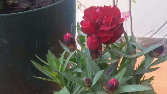 Gül seven kadın mı asıl aşıktır, karanfil seven kadın mı🌹?