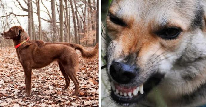Köpekler neden dişlerini gösterir?