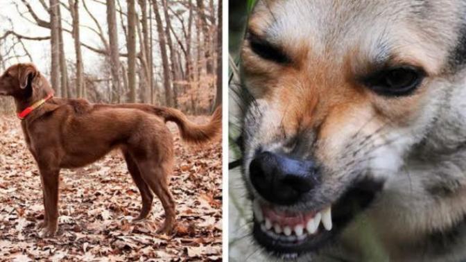 Köpekler neden dişlerini gösterir?
