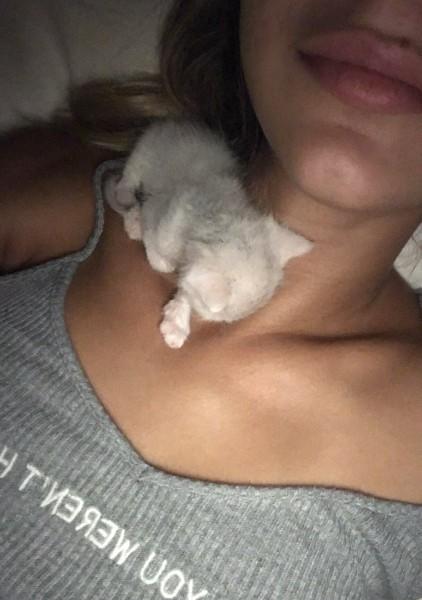 Çok tatlı değil mi kedi?