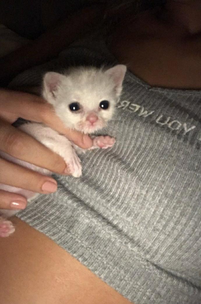 Çok tatlı değil mi kedi?