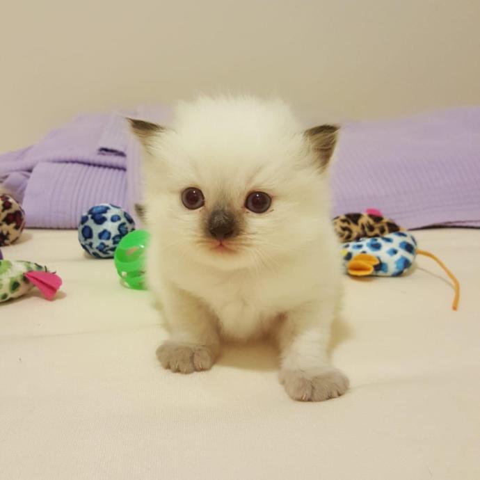 Çok tatlı değil mi kedi?