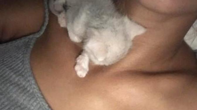 Çok tatlı değil mi kedi?