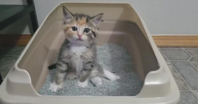 Yavru kedi tuvalet problemi