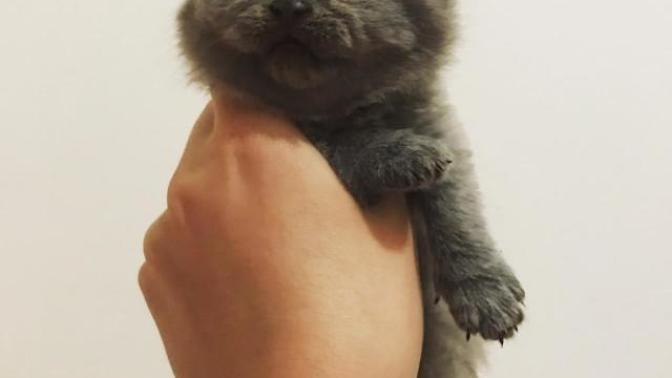 British shorthair fiyatları nedir?