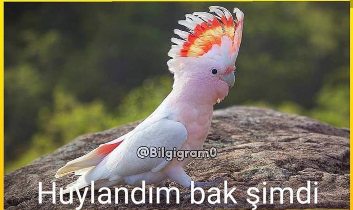 Saçlarım siyah ama tüylerim sarı?