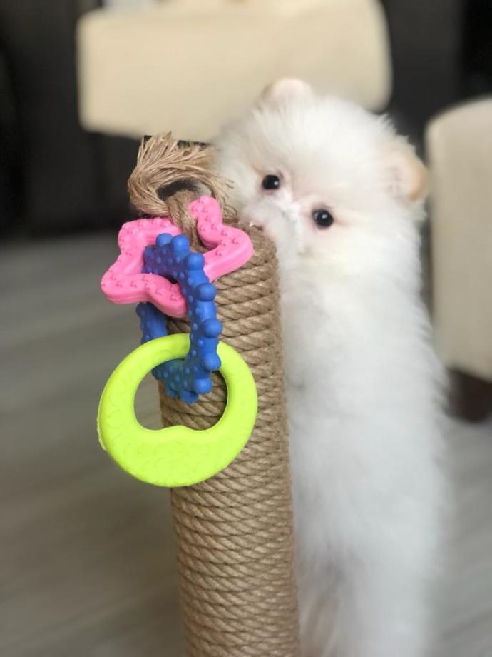 Morkie mi Maltese mi Yorkshire cinsi köpek mi?