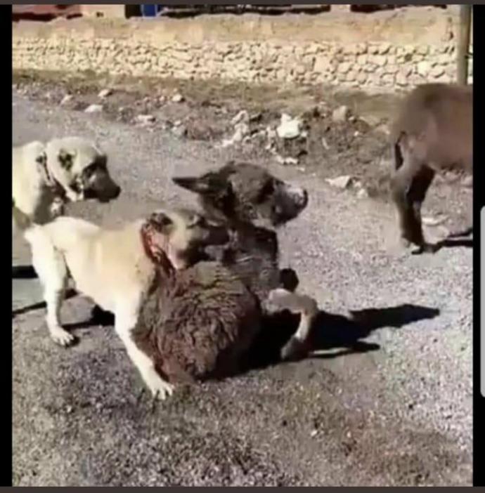 Bir eşek yavrusunu annesinden süt emerken köpeklere parçalatan kişi! Sen nasıl bir mahluksun?